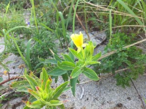 なんて花なのかな? なんて花なのかな?